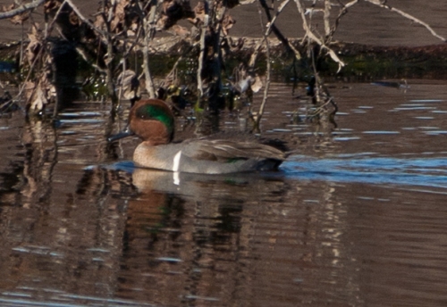 Green-winged Teal with bushes