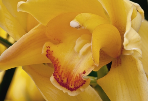 yellow_orchid_blog