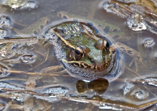 Frog1_blog