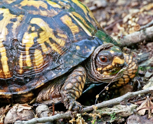 turtle2_blog