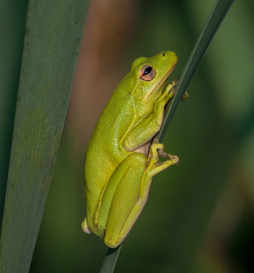 little_green_frog3_blog