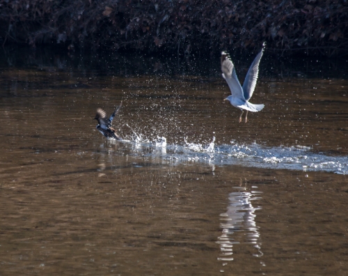 gull_chasing_duck1_blog