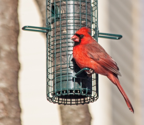 cardinal_feeder2_blog