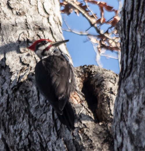 pileated4_march_blog
