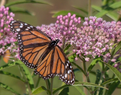 Monarch Butterfly Huntley Meadows