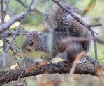 squirrel_nov_blog