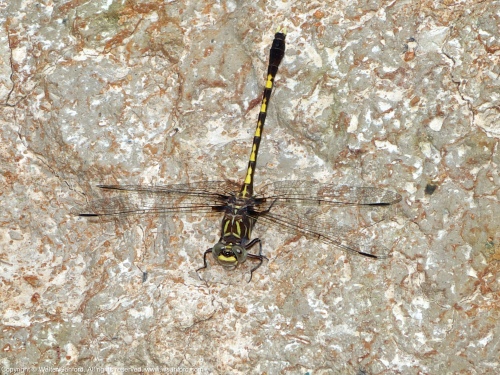A Common Sanddragon dragonfly (Progomphus obscurus) spotted at Huntley Meadows Park, Fairfax County, Virginia USA. This individual is a male.