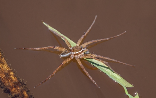 Six-spotted Fishing spider