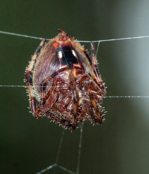 orbweaver spider