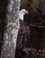 4. Vigilant Eagle