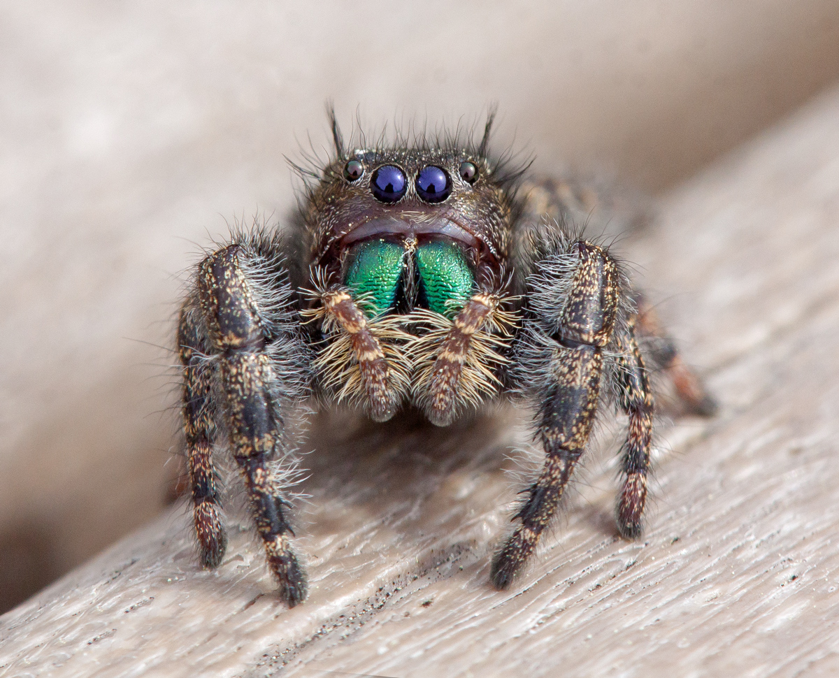 Маленькие домашние пауки. Домовой паук скакун. Phidippus Audax (паук-скакун). Домашние паучки. Маленькие домовые пауки.