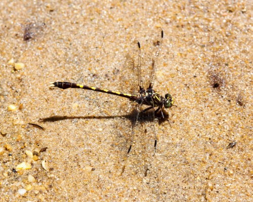 Common Sanddragon