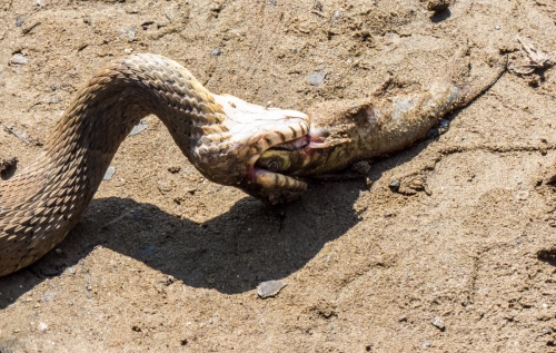 snake versus fish