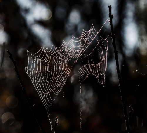autumn web