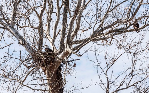 Bald Eagle nest