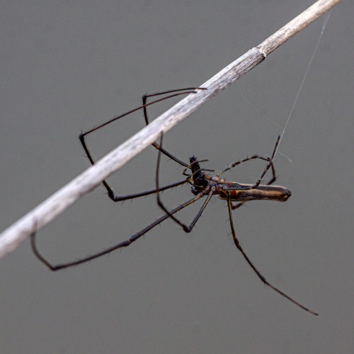 long-jawed spider