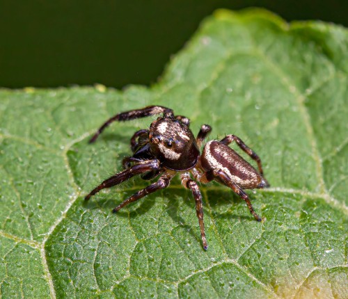 Bronze Jumping Spider