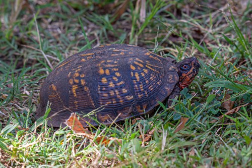 Woodland Box Turtle