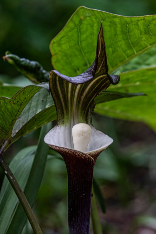 Japanese Jack-in-the-Pulpit