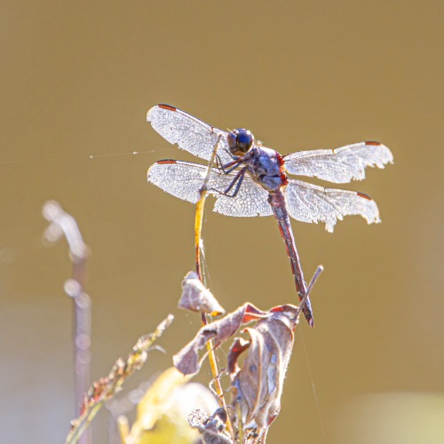 dragonfly perches