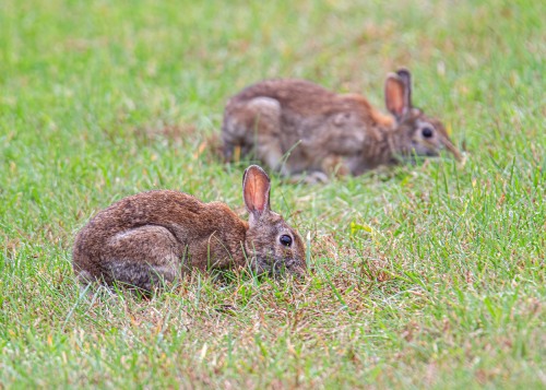 Eastern Cottontail Rabbits