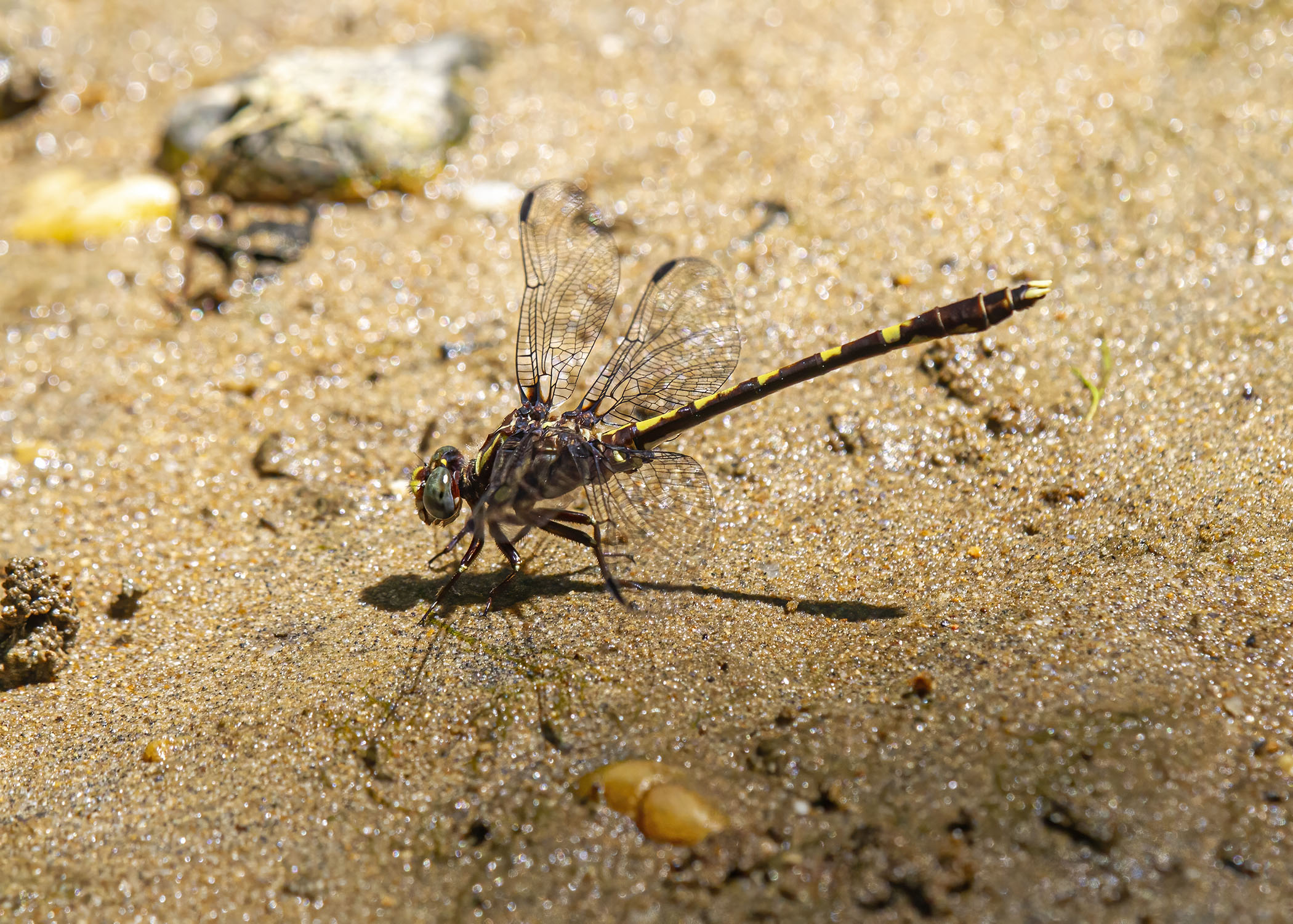 Common Sanddragon dragonfly | Mike Powell