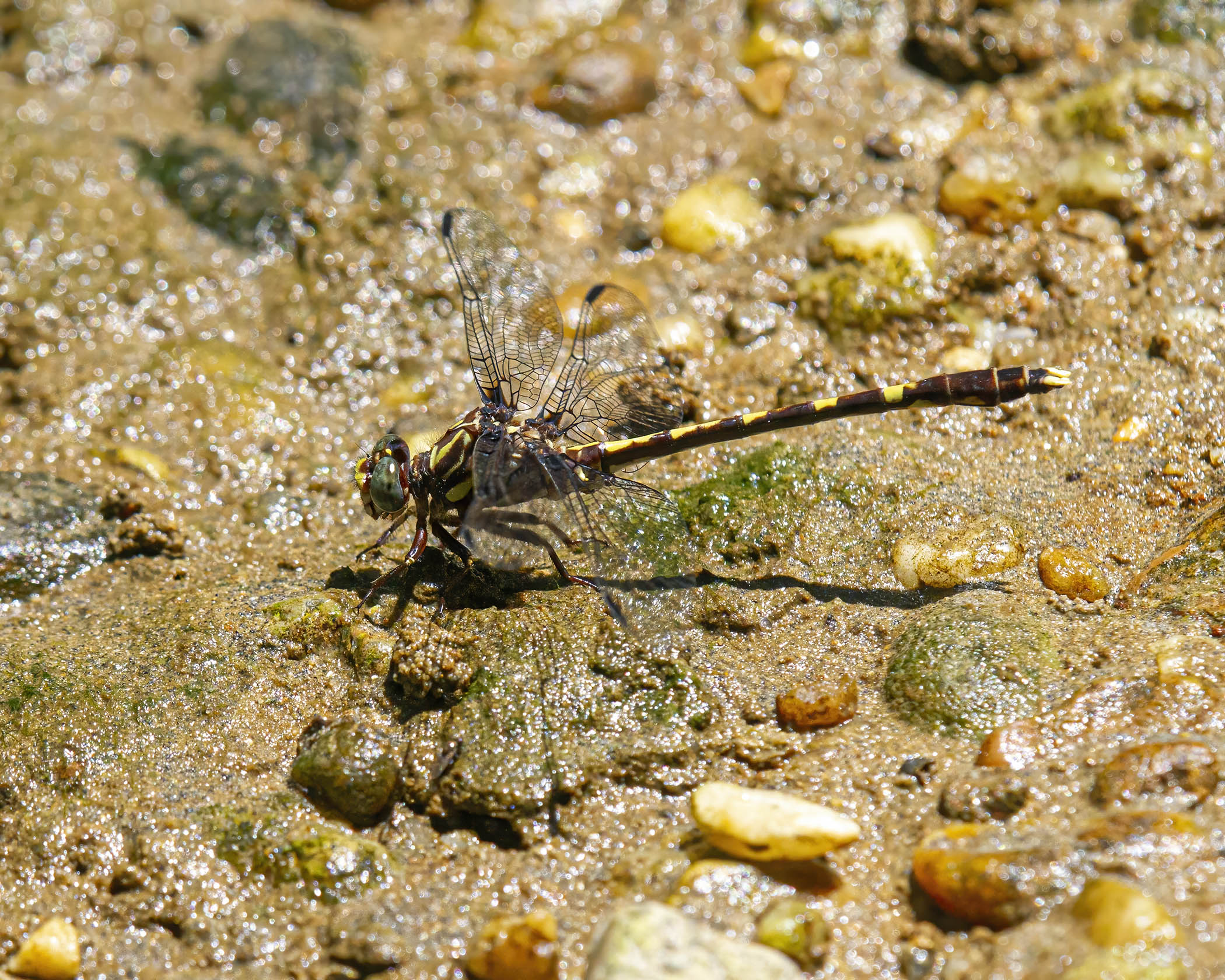 Common Sanddragon dragonfly | Mike Powell