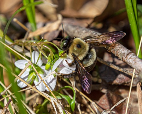 carpenter bee and spring beauty